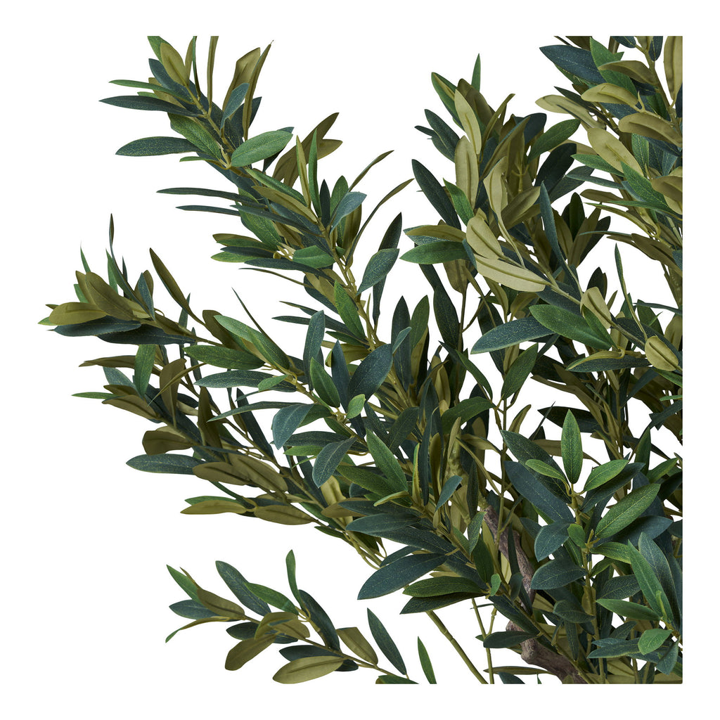 Olive Tree — Green