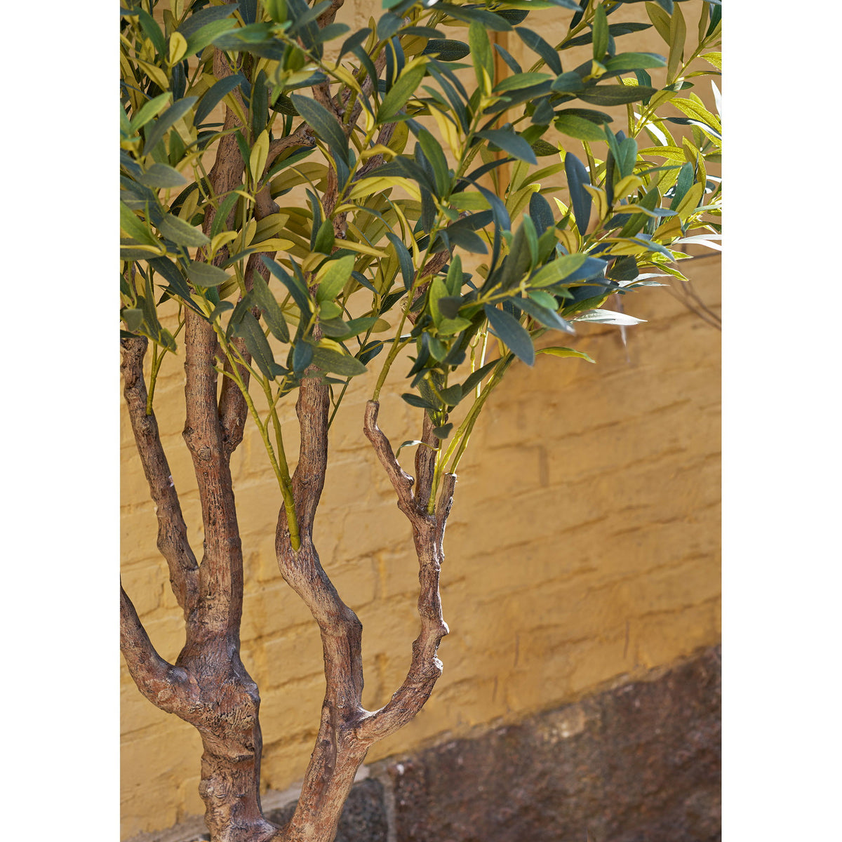 Olive Tree — Green