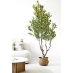 Olive Tree — Green