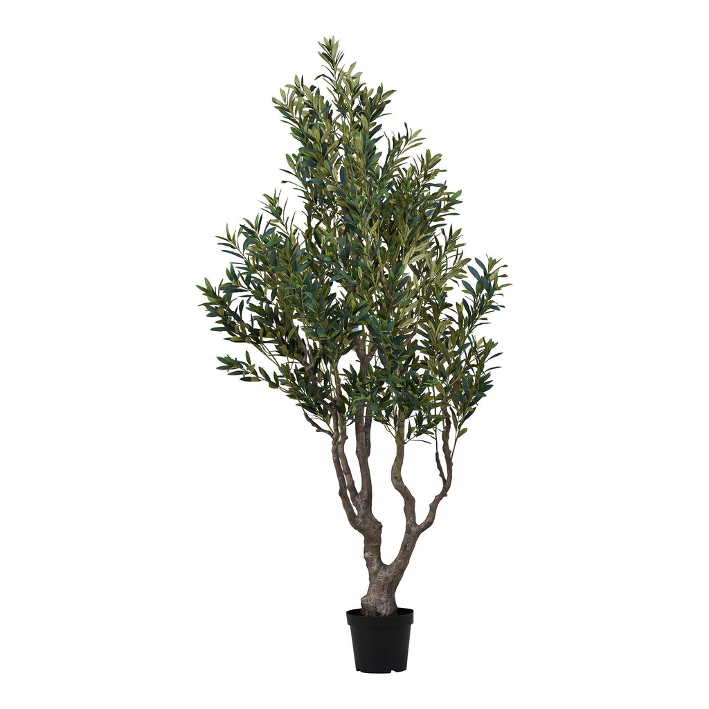 Olive Tree — Green