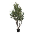 Olive Tree — Green