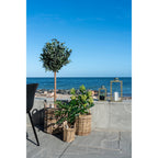 Fig Tree — Green