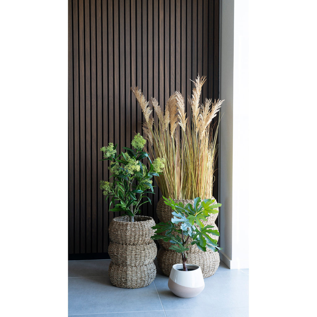 Fig Tree — Green