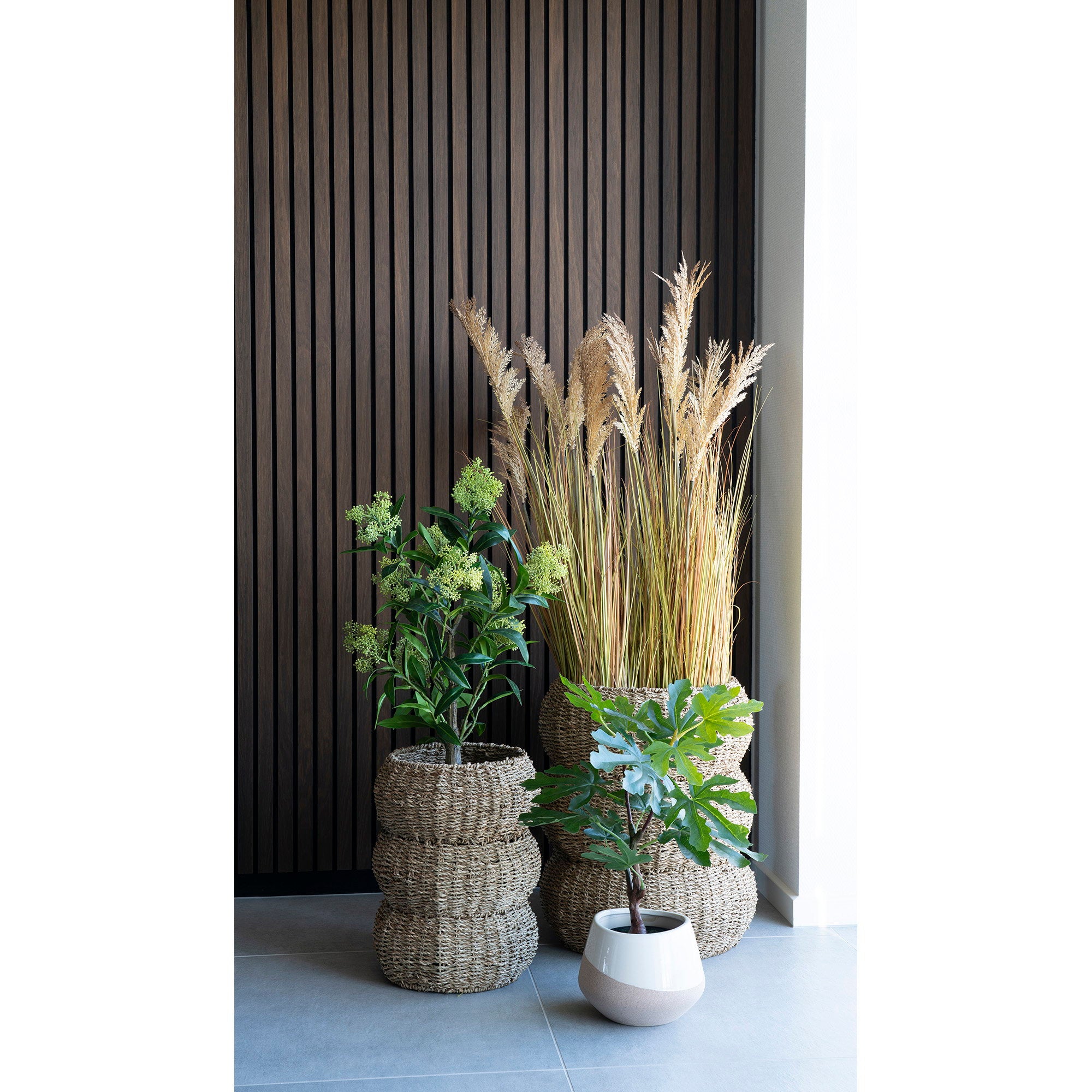 Fig Tree — Green
