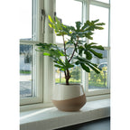 Fig Tree — Green