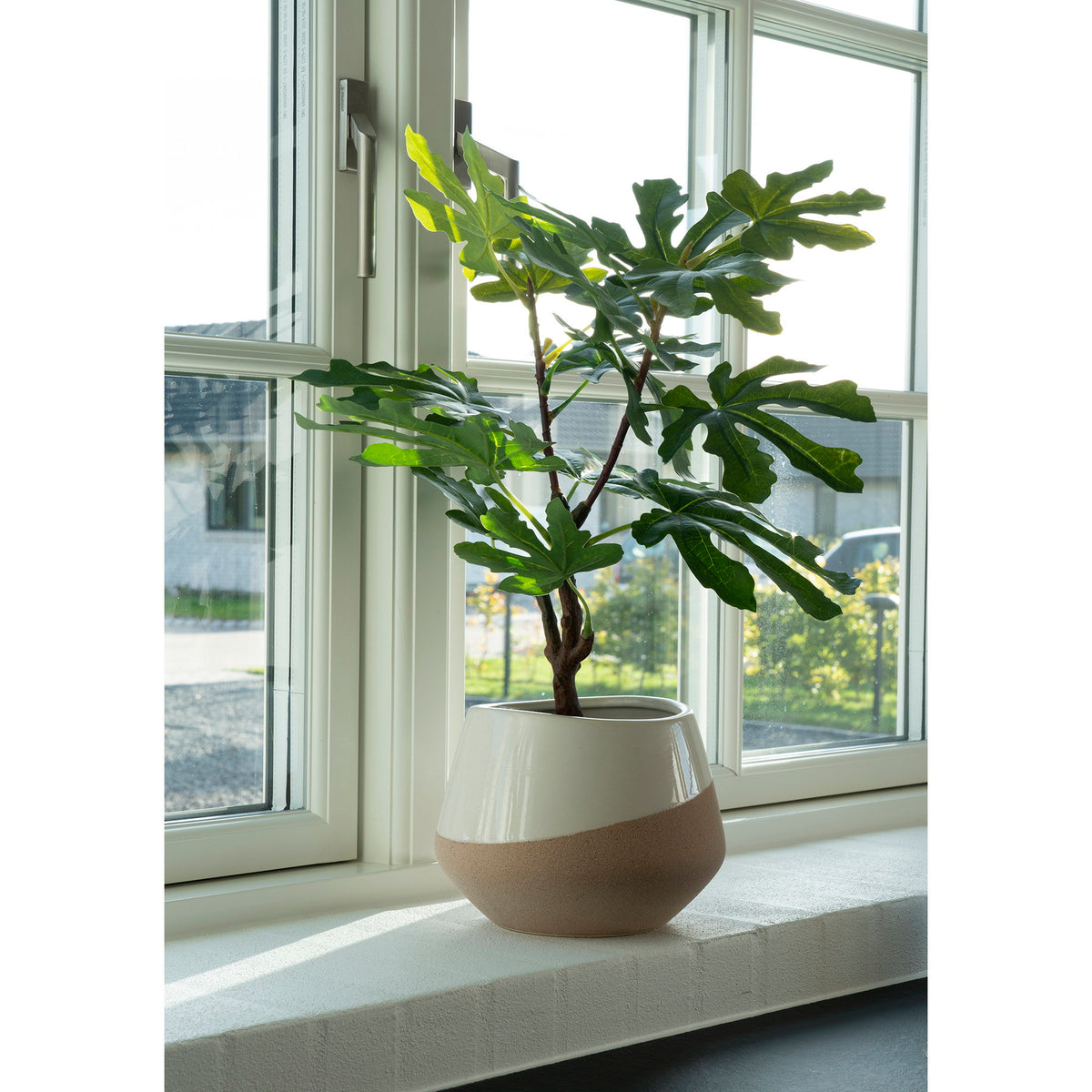 Fig Tree — Green