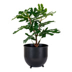 Fig Tree — Green