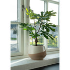 Fig Tree - Artificial plant, green H:60 cm