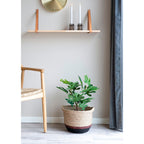 Fig Tree - Artificial plant, green H:60 cm