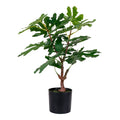 Fig Tree — Green