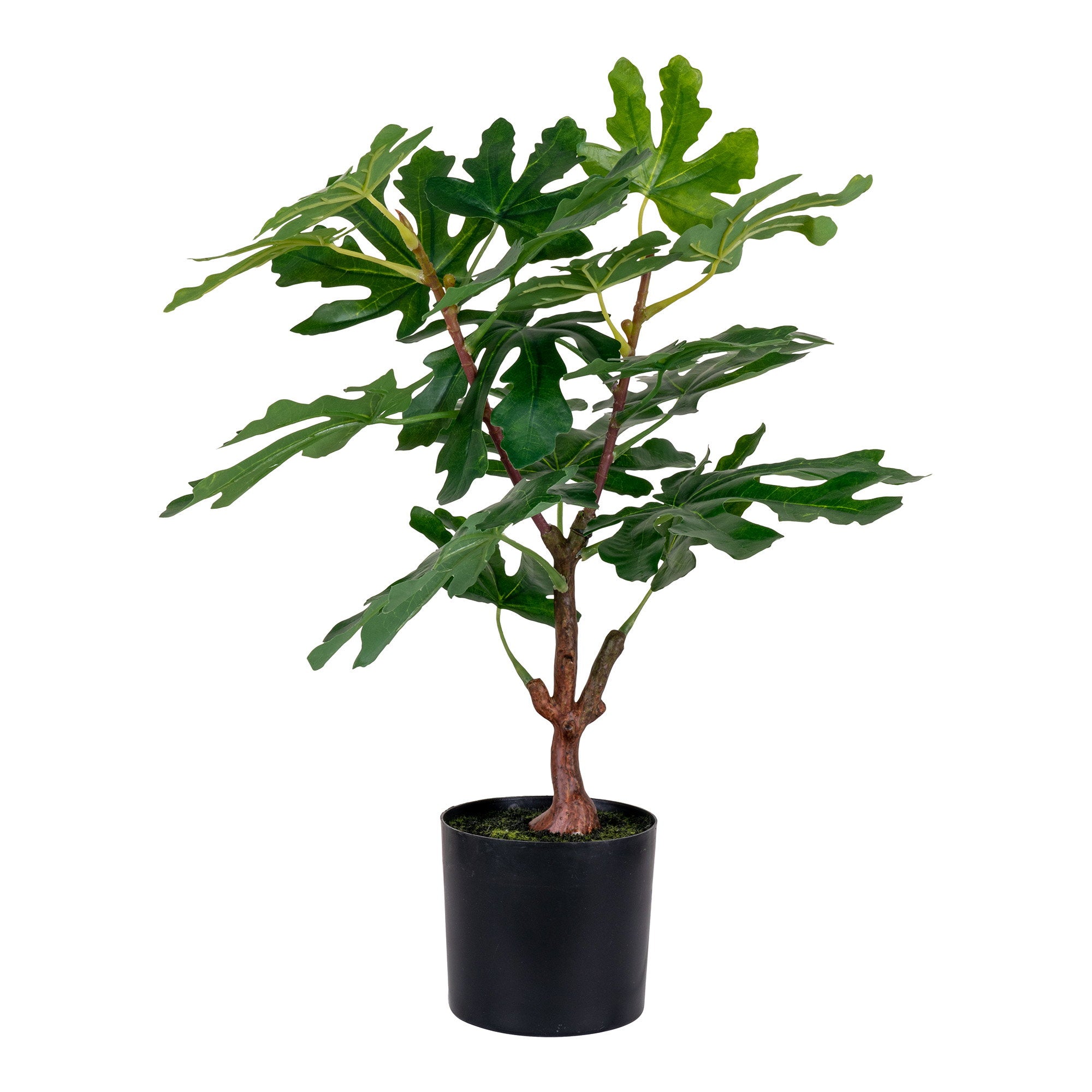 Fig Tree — Green