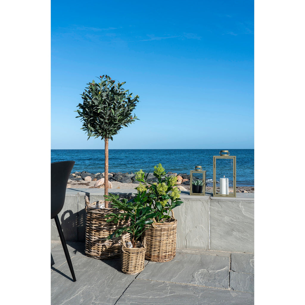 Skimmia Tree — Green
