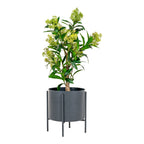Skimmia Tree - Artificial plant, green H:75 cm