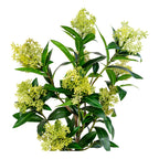 Skimmia Tree — Green