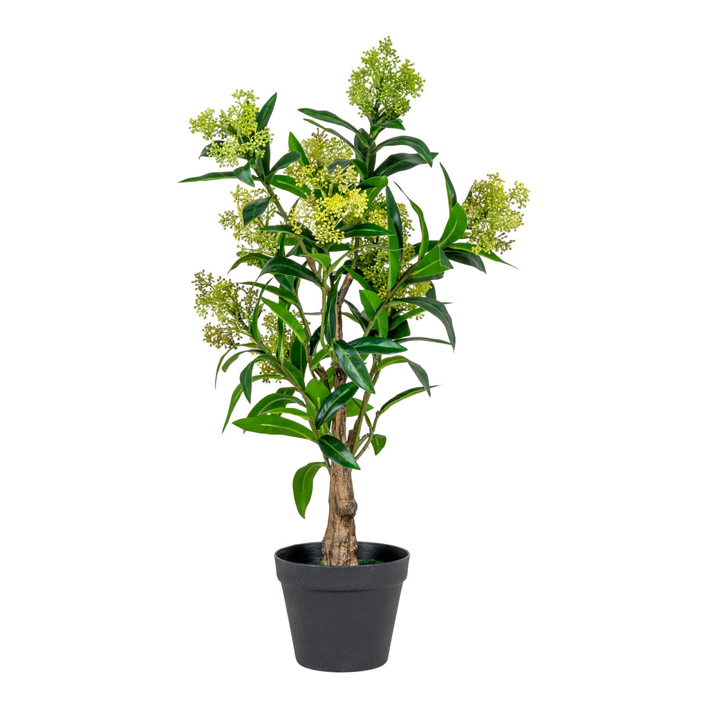 Skimmia Tree — Green