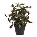 Plant — Green