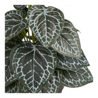 Plant — Green