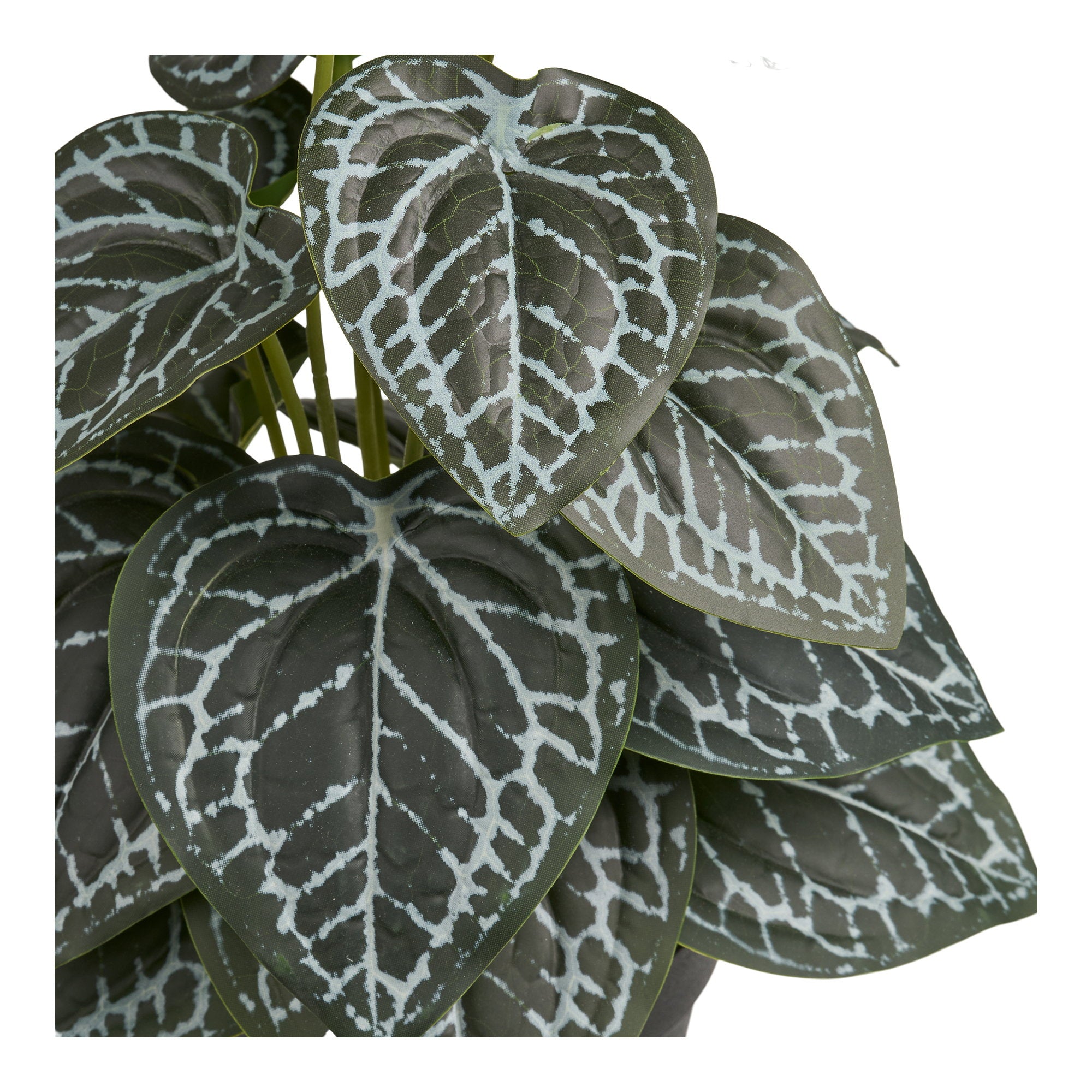 Plant — Green