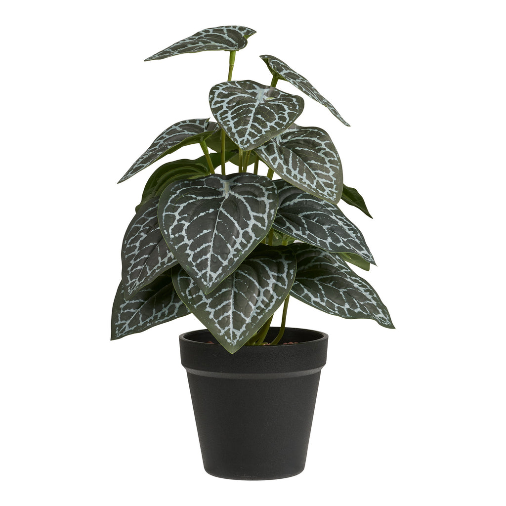 Plant — Green