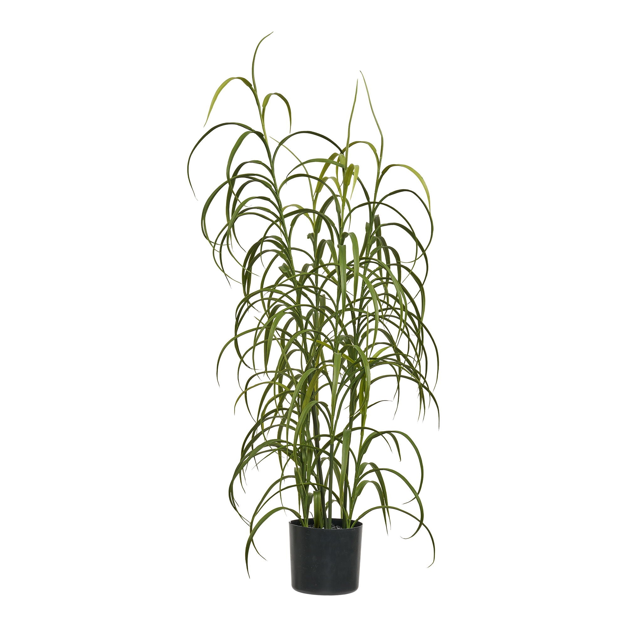 Grass Plant - Plant, green H:68 cm