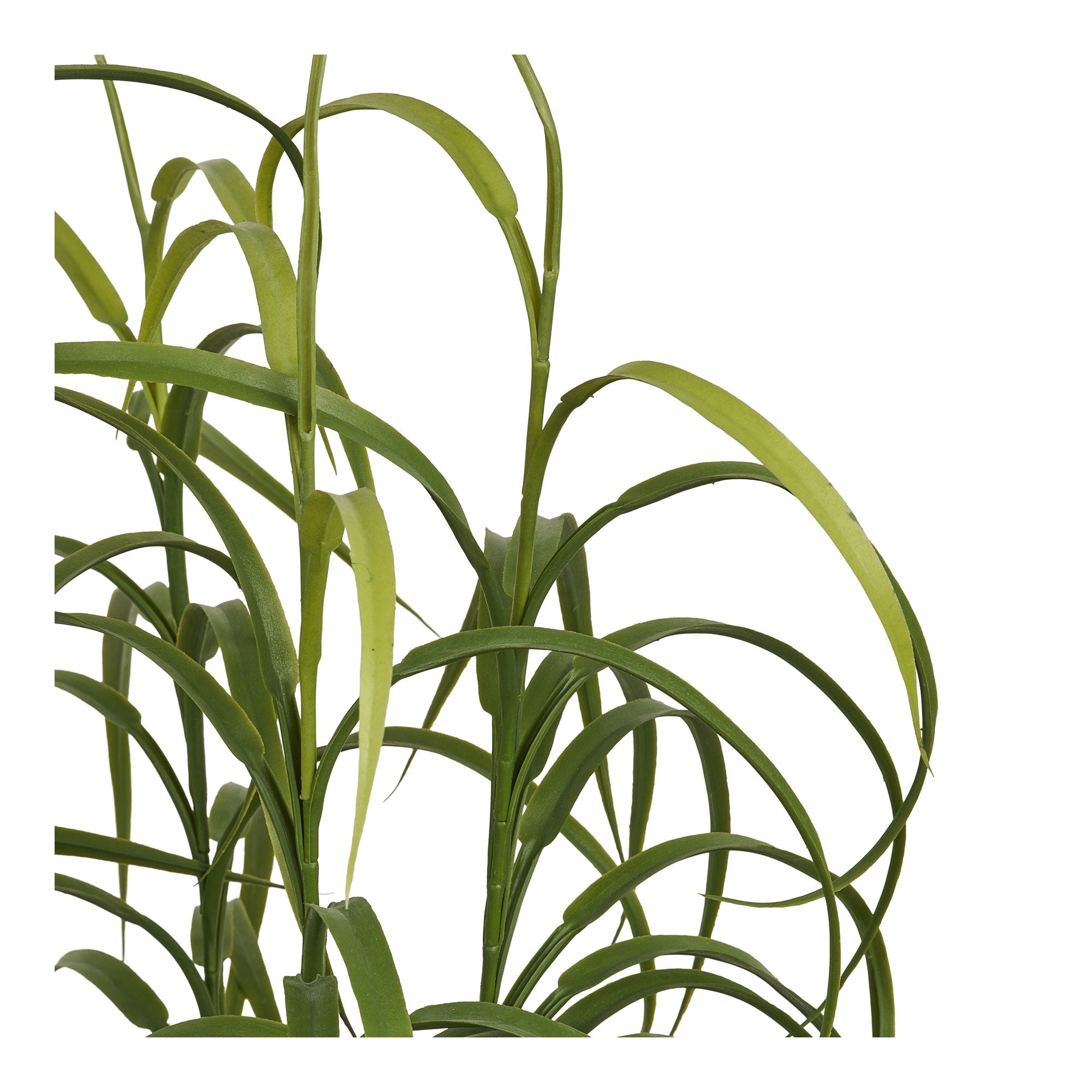 Grass Plant - Plant, green H:68 cm