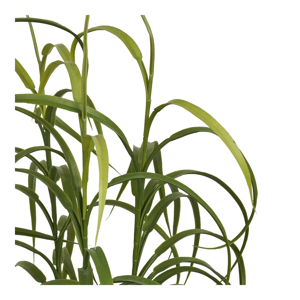 Grass Plant — Green