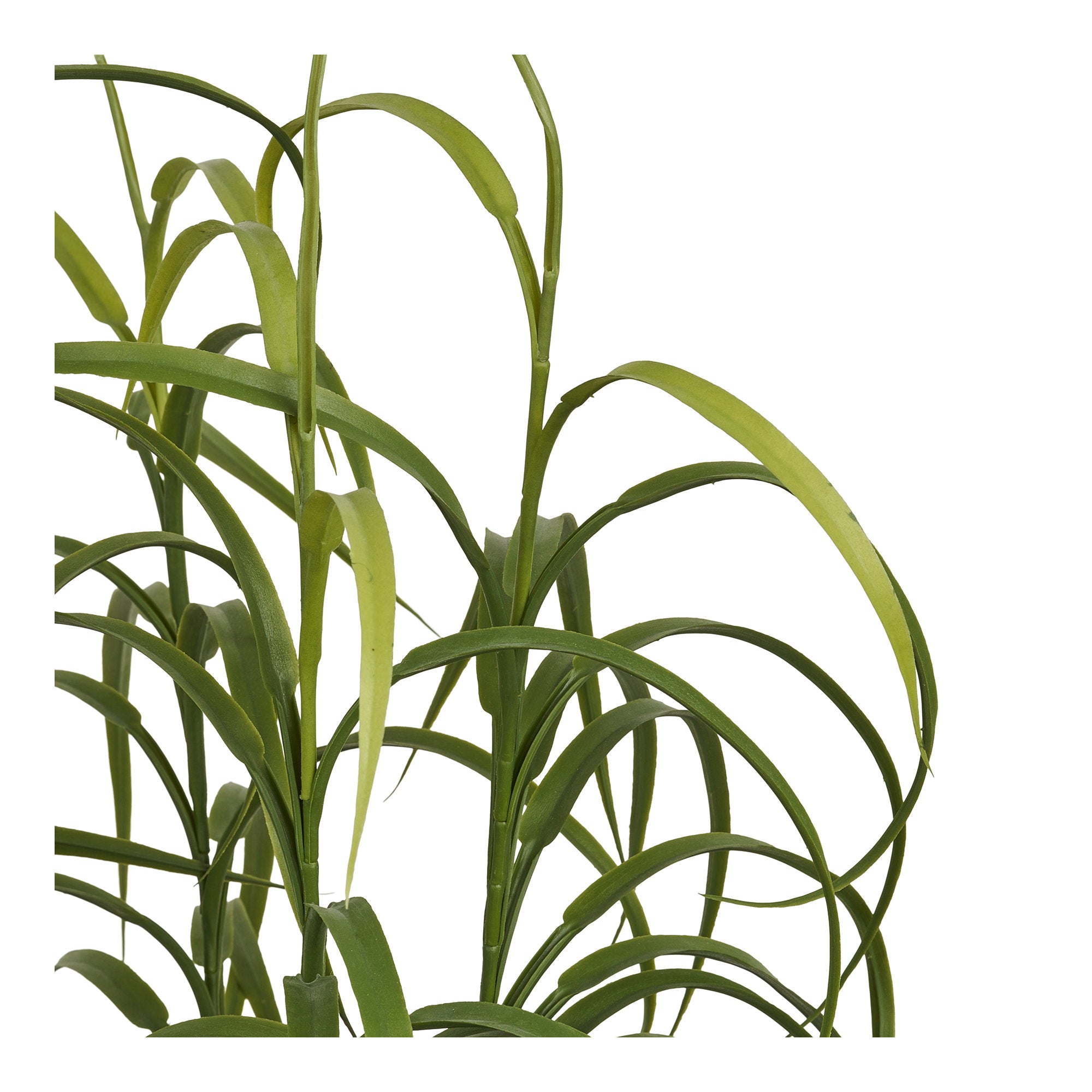 Grass Plant — Green