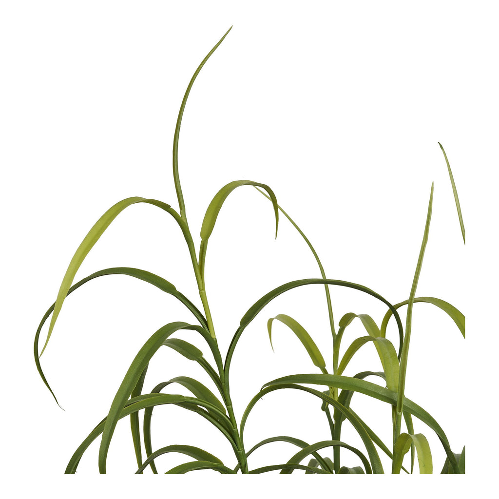 Grass Plant - Plant, green H:68 cm