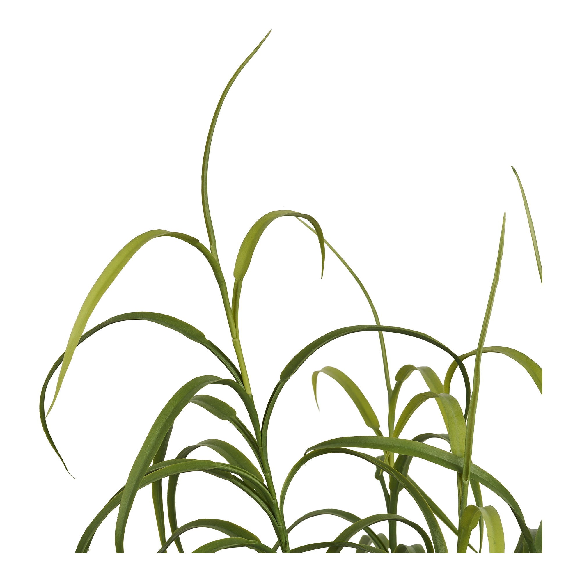 Grass Plant - Plant, green H:68 cm