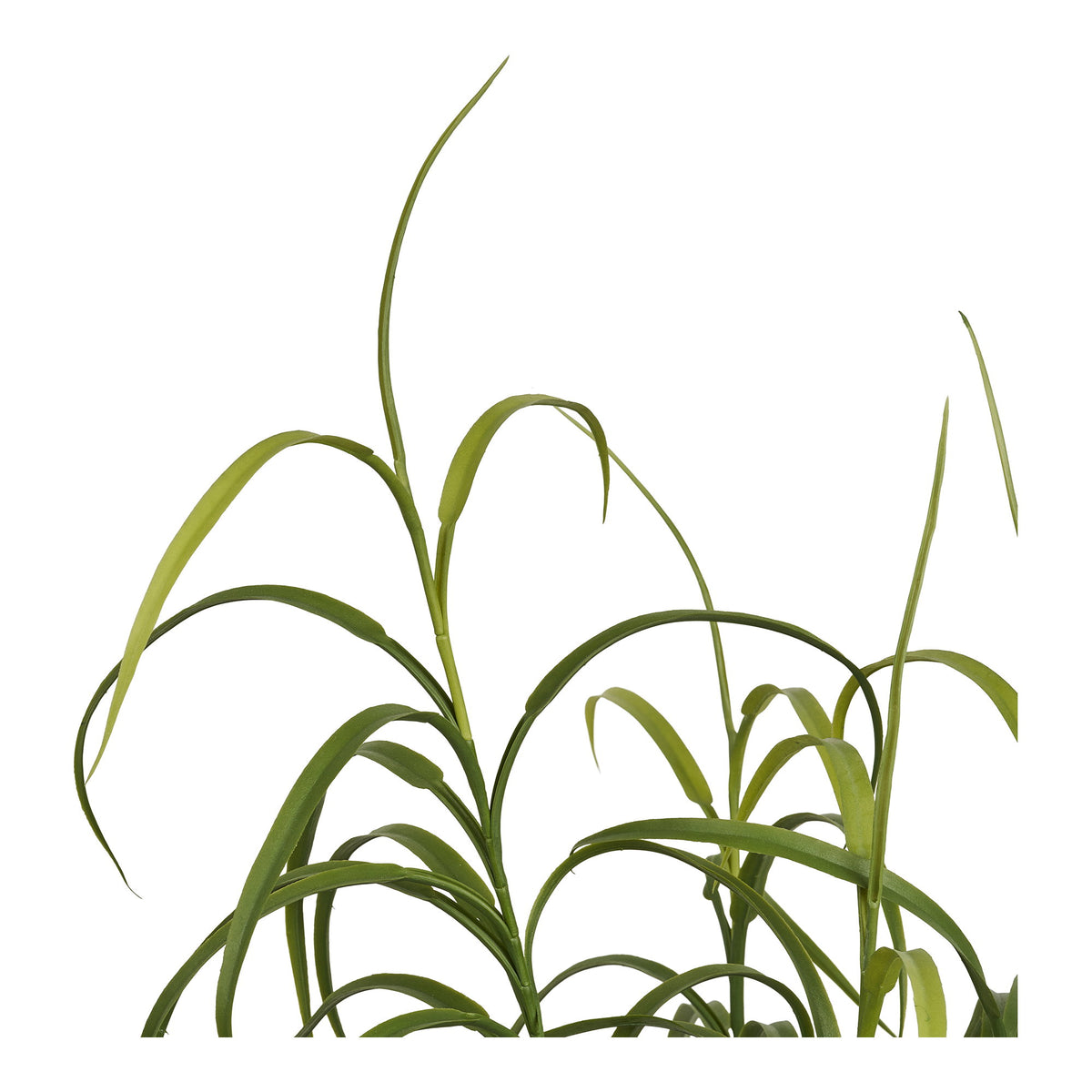 Grass Plant — Green