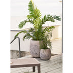 Grass Plant - Plant, green H:68 cm