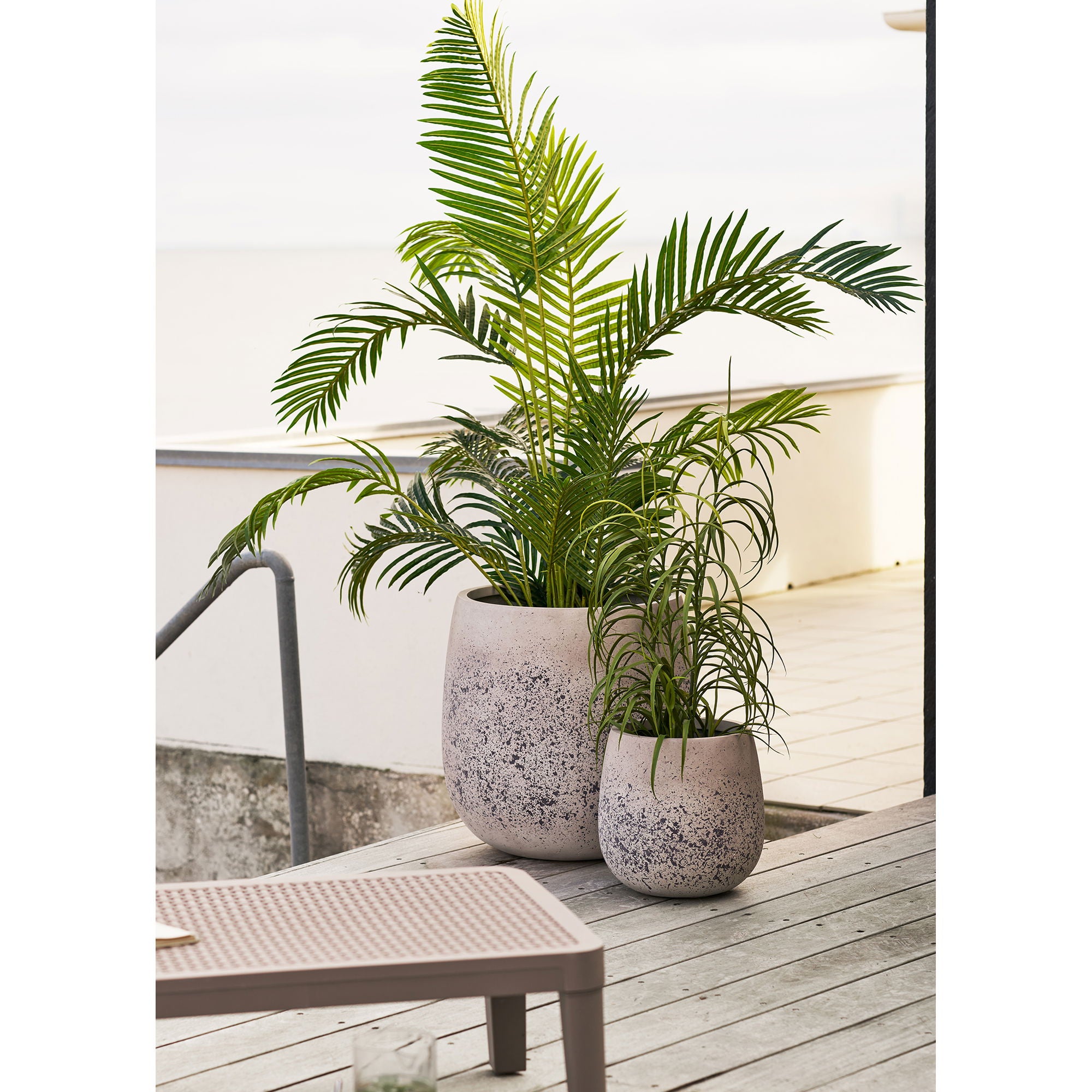 Grass Plant - Plant, green H:68 cm