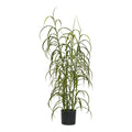 Grass Plant — Green