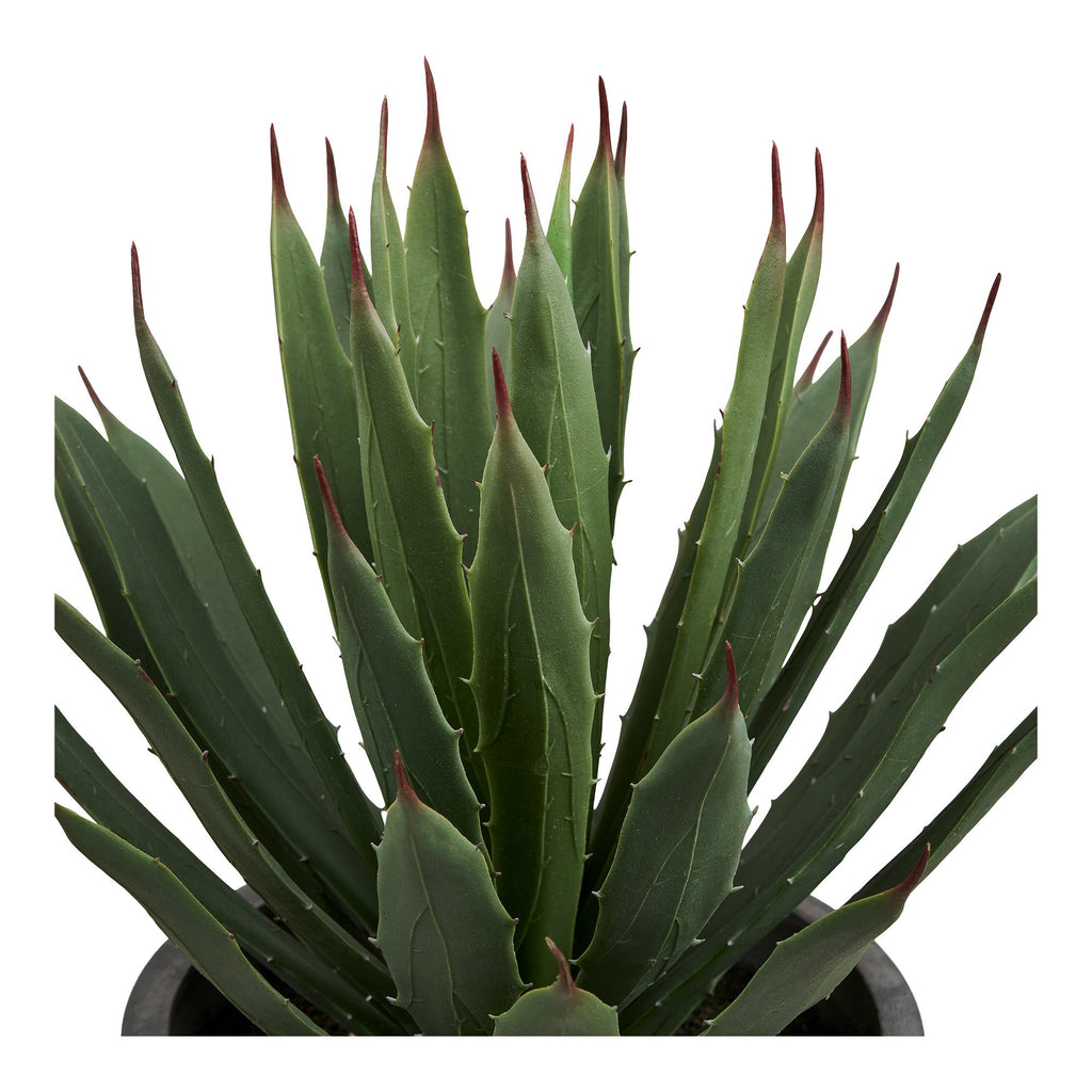 Agave Plant — Grey / Green