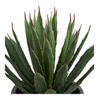 Agave Plant — Grey / Green
