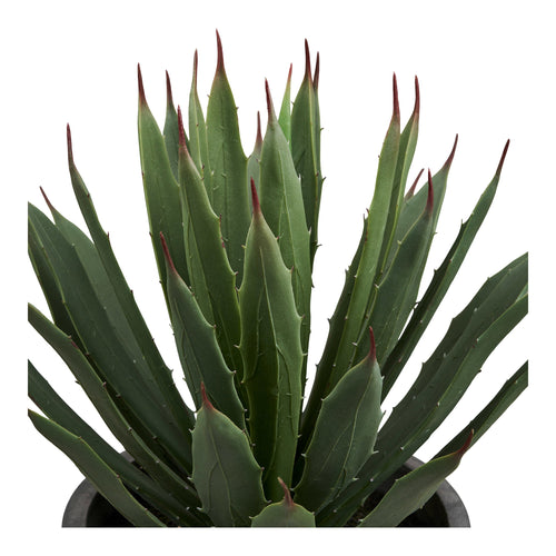 Agave Plant — Grey / Green
