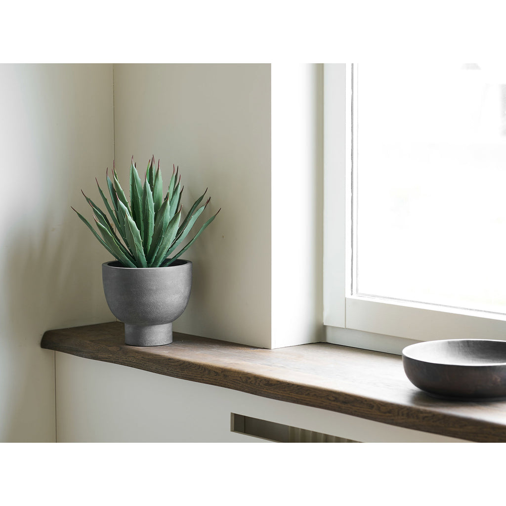 Agave Plant — Grey / Green