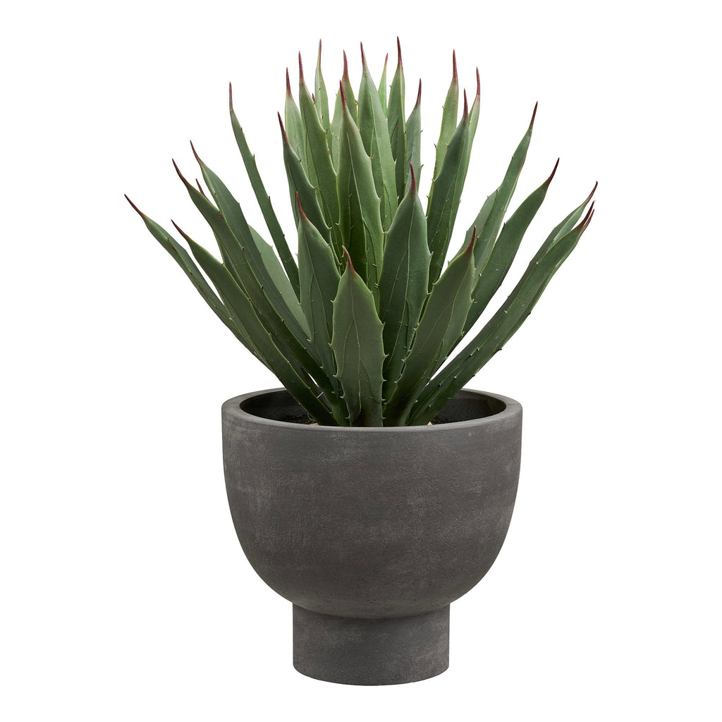 Agave Plant — Grey / Green