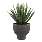 Agave Plant — Grey / Green