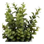 Succulent — Grey / Green