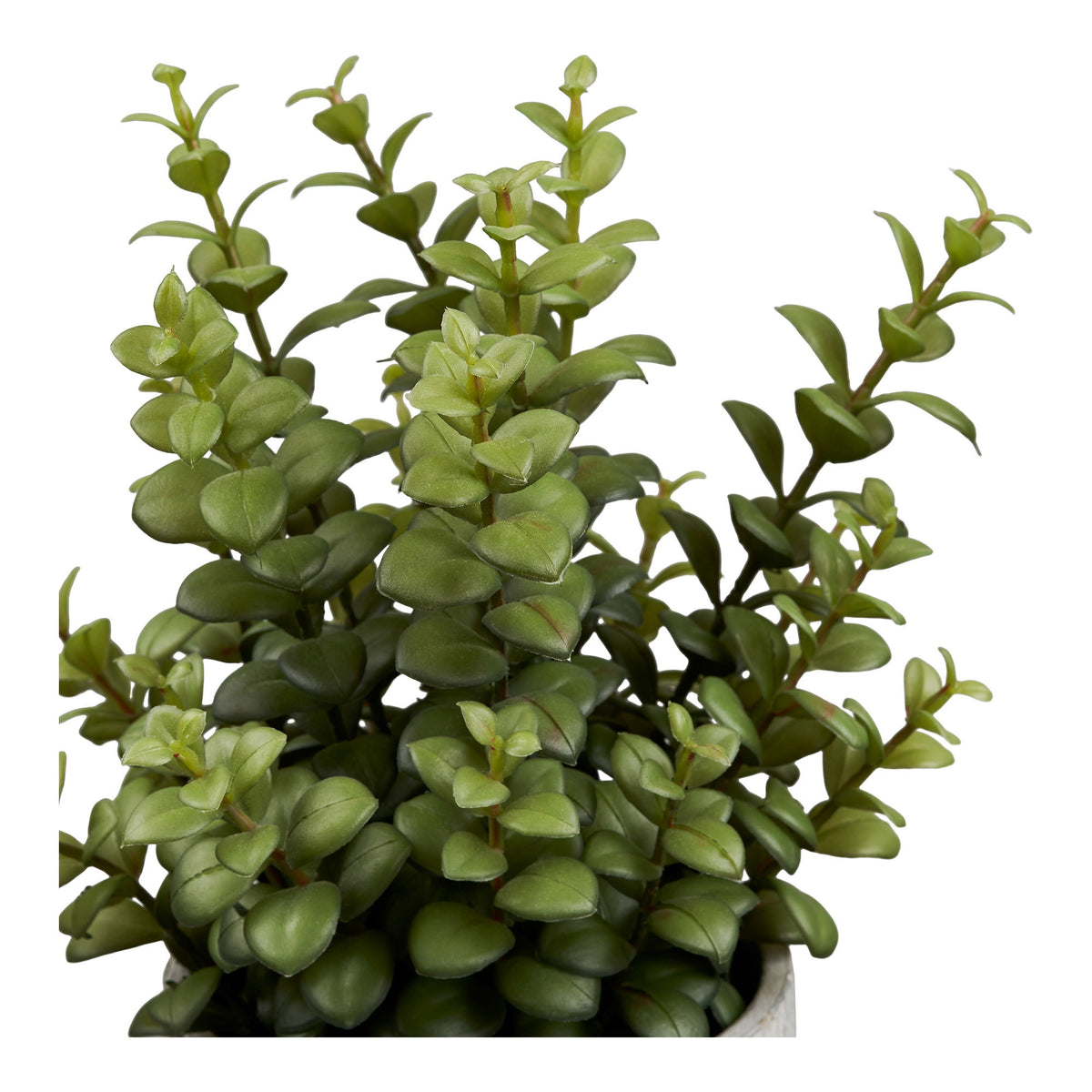 Succulent — Grey / Green