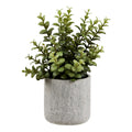 Succulent — Grey / Green