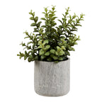 Succulent — Grey / Green