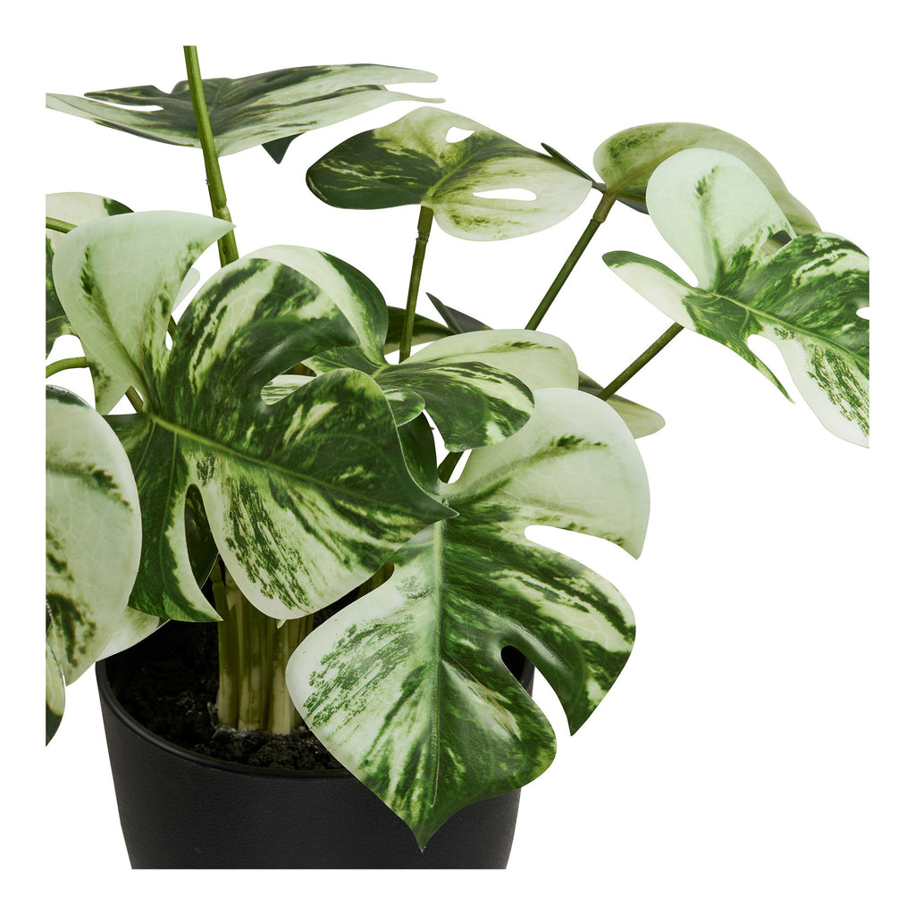 Monstera — Green
