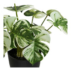 Monstera — Green