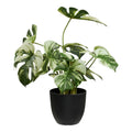 Monstera — Green