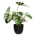 Monstera — Green